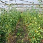 Tomaten im Gewächshaus